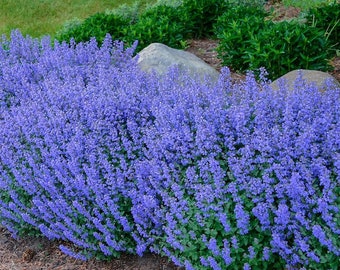 50 Blue Catmint Flower Seeds