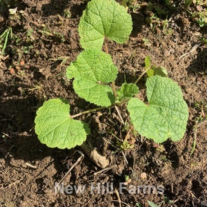 10 Purple Rain Perennial Hollyhock Flower Seeds image 3