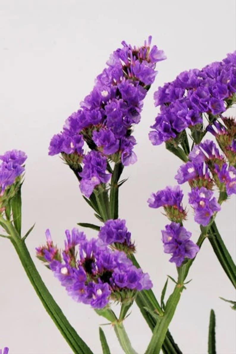 50 Pacific Purple Statice Flower Seeds image 3
