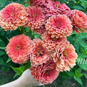 May include: A bouquet of peach-colored zinnia flowers with a light brown center. The flowers are arranged in a hand holding the stems.