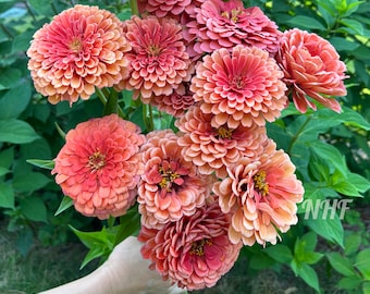 25 Giant Salmon Rose Zinnia Flower Seeds