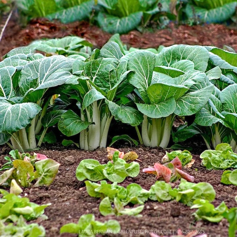 100 Organic White Stem Pak Choy / Bok Choy Vegetable Seeds - Etsy