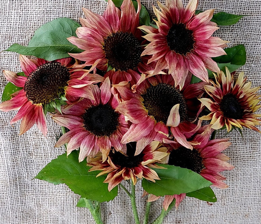 25 Strawberry Sunrise Pink Sunflower Seeds - Etsy
