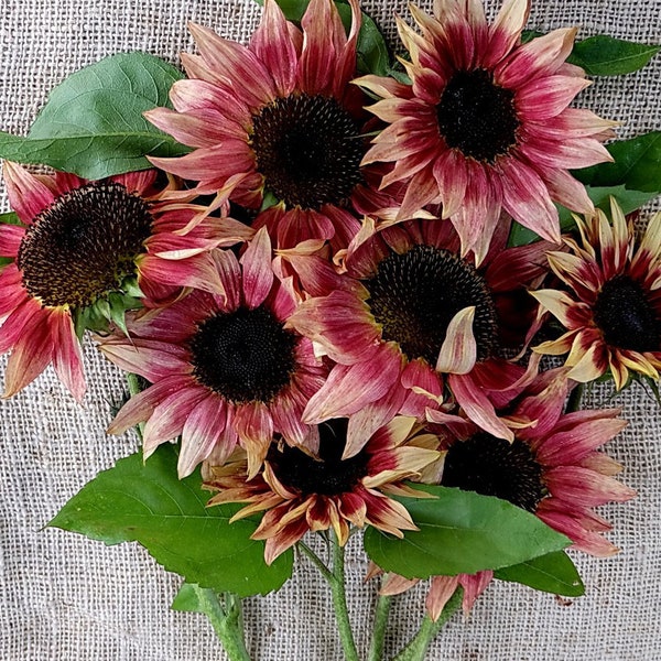 Midnight Oil Pink Sunflower Seeds Etsy