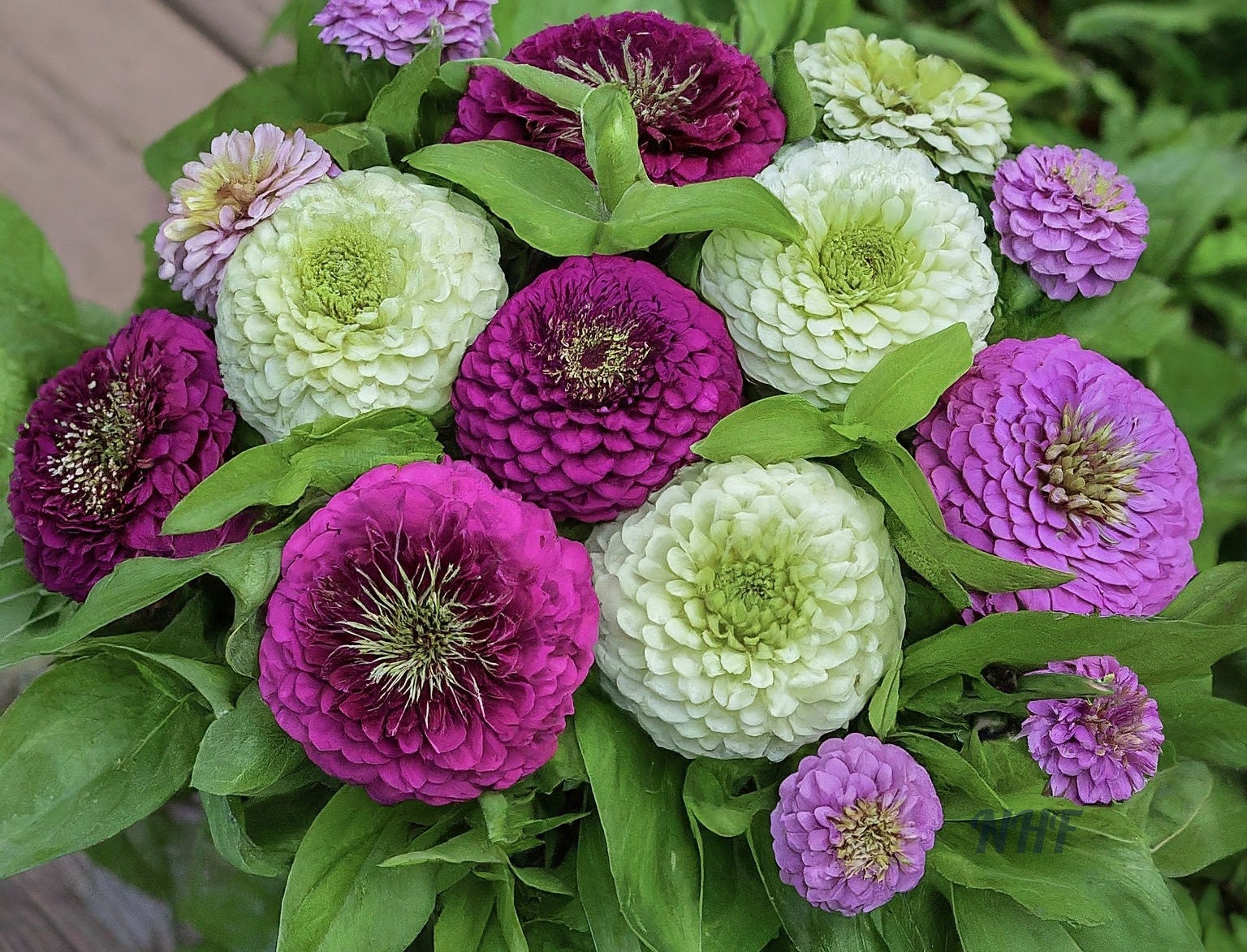 100 Blueberry Swirl Zinnia Flower Seeds