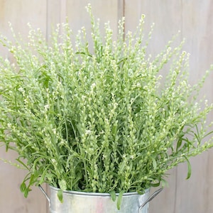 200 Persian Cress Flower Seeds