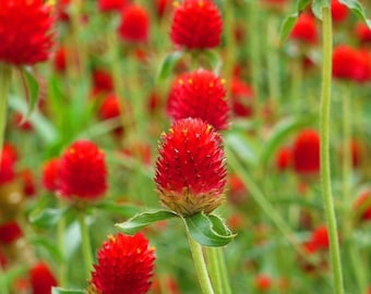 50 semillas de flores de amaranto de globo de campos de fresa