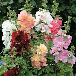 30 Queeny Mixed Color Dwarf Hollyhock Flower Seeds