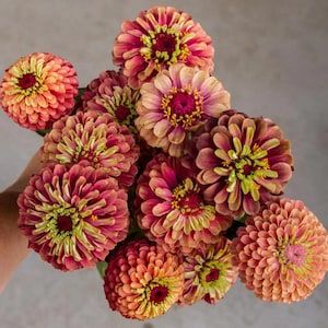 Könnte beinhalten: Ein Strauß Zinnien in Rosa-, Pfirsich- und Gelbtönen. Die Blumen haben geschichtete Blütenblätter und ein lebendiges Zentrum. Die Anordnung wird vor einem neutralen Hintergrund gehalten, der die farbenfrohen Blüten hervorhebt.