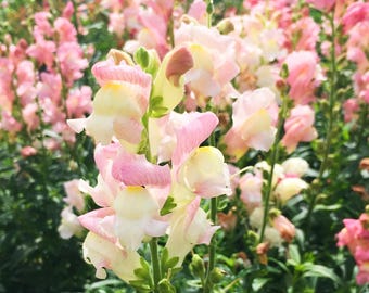 100 Blush Hybrid Snapdragon Flower Seeds