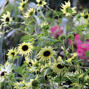 50 Italian White Sunflower Seeds