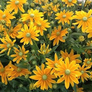 200 Green Eyes Rudbeckia Flower Seeds