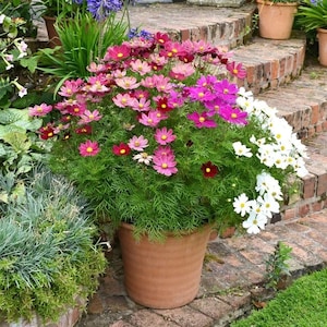100 Dwarf Cosmos Flower Seeds