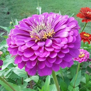 100 Giant Zinnia Royal Purple Flower Seeds