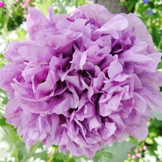 300 Double Peony Poppy Flower Seeds Etsy