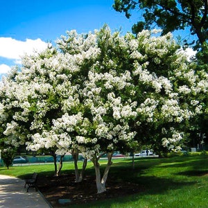 25 White Acoma Crepe Myrtle Tree Seeds