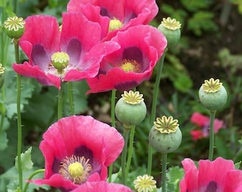 300 Pepperbox Poppy Flower Seeds