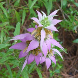 100 Spotted Bee Balm Flower Seeds