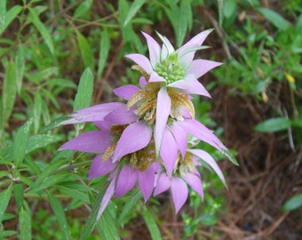 Könnte beinhalten: Nahaufnahme einer rosa und weißen Blume mit sternförmiger Blüte. Die Blume hat eine gelbe Mitte und ist von grünen Blättern umgeben.