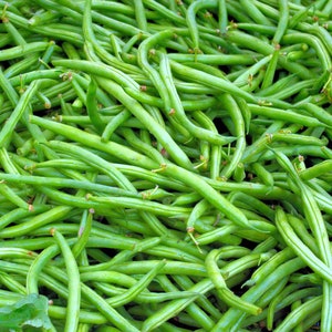 May include: A close-up image of a pile of fresh green string beans.