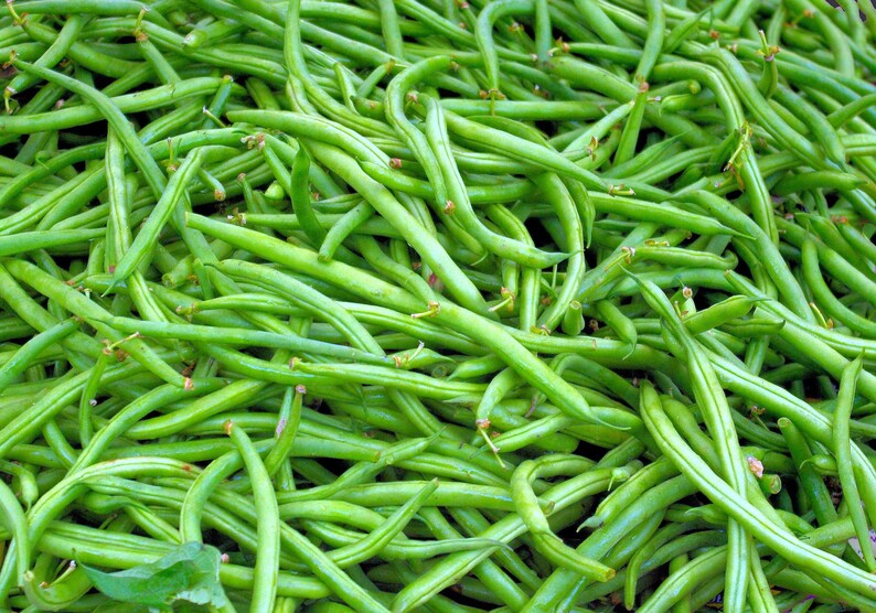 May include: A close-up image of a pile of fresh green string beans.