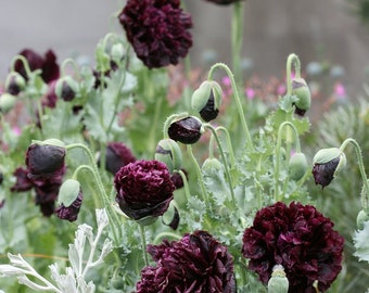 May include: A close-up of a cluster of dark purple poppy flowers in full bloom. The flowers are surrounded by green foliage and buds.