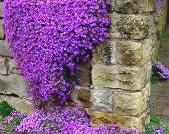 50 Aubrieta Cascade Purple Flower Seeds