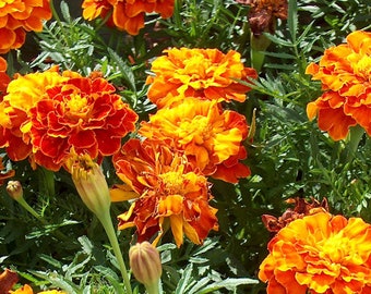 May include: A close-up of a cluster of orange and red marigold flowers in full bloom. The flowers are arranged in a circular pattern, with the petals overlapping each other. The flowers are surrounded by green leaves.
