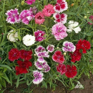 500  Chinese Pinks Dianthus Flower Seeds