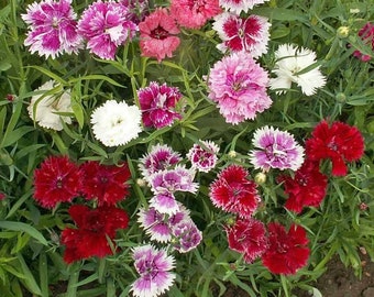 500  Chinese Pinks Dianthus Flower Seeds