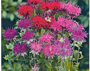 May include: A cluster of vibrant Monarda flowers in shades of red, pink, and purple. The flowers have a spiky, textured appearance and are surrounded by green leaves and stems. The image is a close-up shot of the colorful blooms.