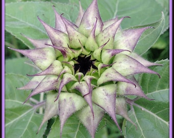 25 SunFill Purple Sunflower Seeds