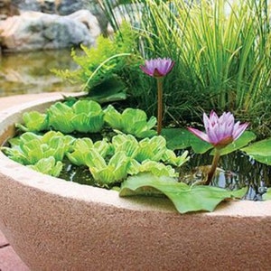 Bonsai Yellow Water Lily Kit / Yellow Lotus Flower Seeds image 6