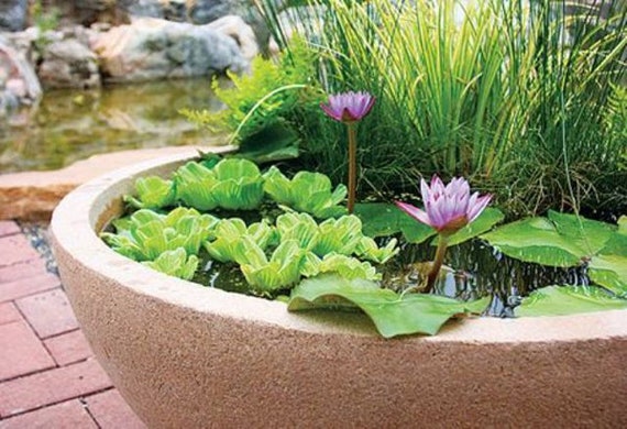 welches substrat für bonsai Substrat Bonsai main image 0