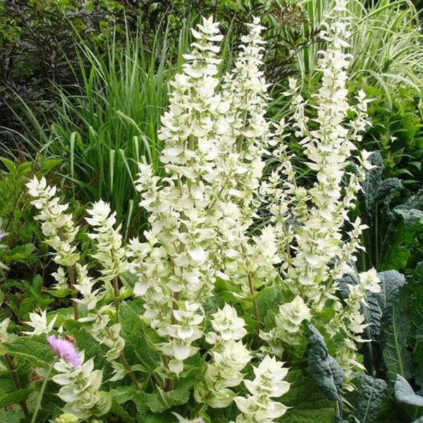 50 White Swan Clary Sage Salvia Flower Seeds