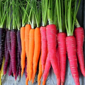 May include: A close-up of a variety of carrots, including purple, orange, and red carrots. The carrots are arranged in a row, with the purple carrots on the left, the orange carrots in the middle, and the red carrots on the right.