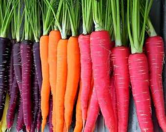 150 Organic Rainbow Mix Carrot Vegetable Seeds