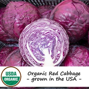 100 Organic Red Cabbage Vegetable Seeds