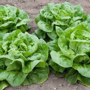 May include: Close-up of several heads of fresh, green butter lettuce growing in a garden. The leaves are tightly packed and have a slightly ruffled appearance. The soil is visible in the background.