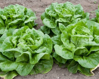 250 Organic Bibb Buttercrunch Lettuce Vegetable Seeds