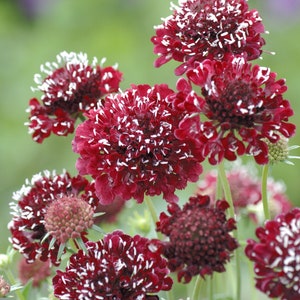30 Fire King Scabiosa Pincushion Flower Seeds