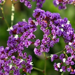 50 Pacific Purple Statice Flower Seeds image 2