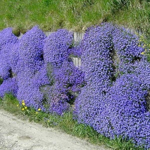 50 Aubrieta Cascade Blue Flower Seeds