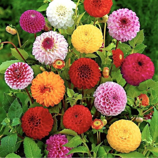 30 Pompon Dahlia Flower Seeds