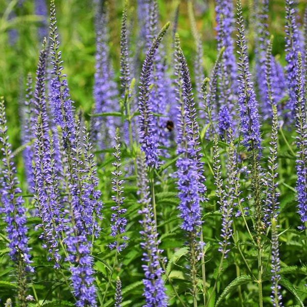 200 Veronica Garden Speedwell Flower Seeds