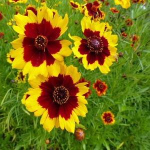 200 Coreopsis Plains Flower Seeds
