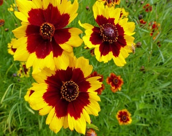 May include: Close-up of three yellow and red flowers with a green background. The flowers have a red center and yellow petals with red edges.