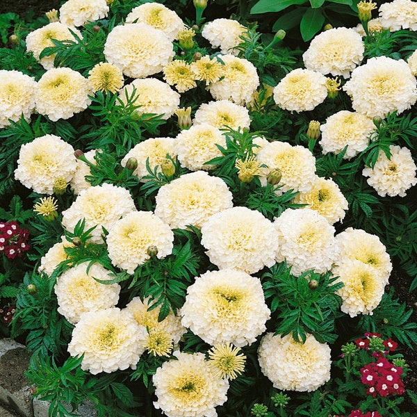 50 Eskimo White African Marigold Flower Seeds