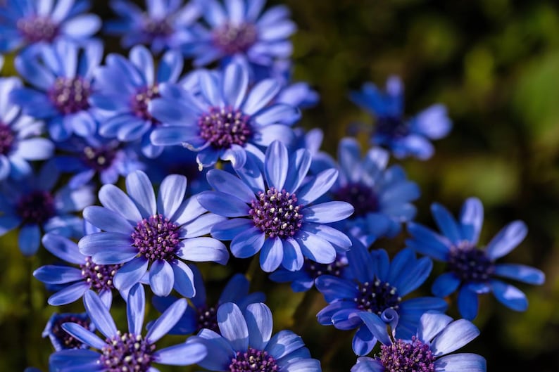 New Hill Farms Felicia Daisy Flower Seeds