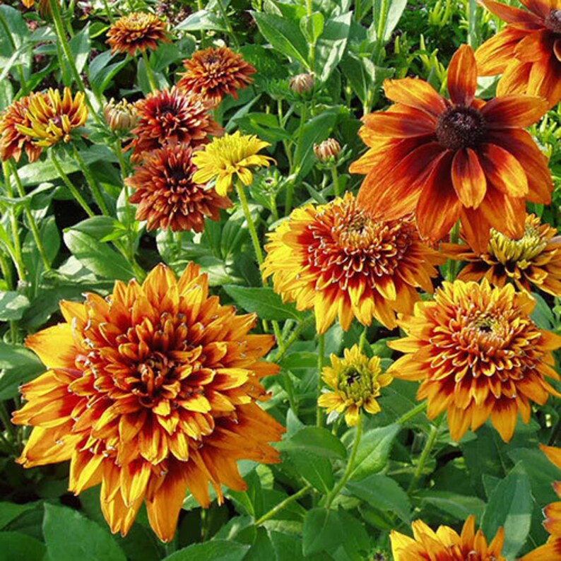 New Hill Farms Cherokee Sunset Rudbeckia Flower Seeds